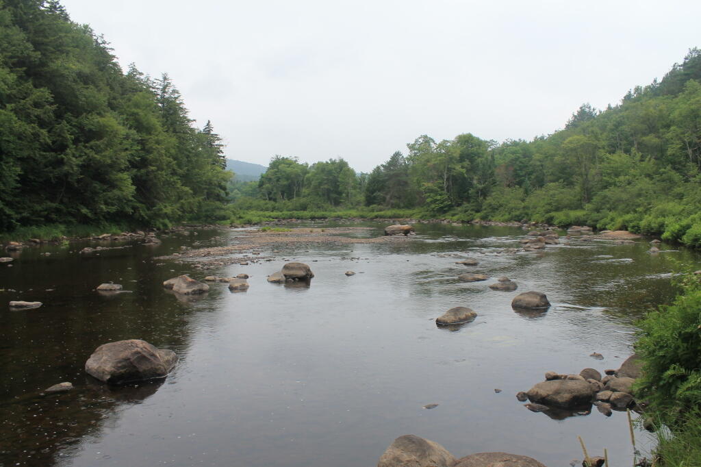 Photo: Rainy on West Branch
