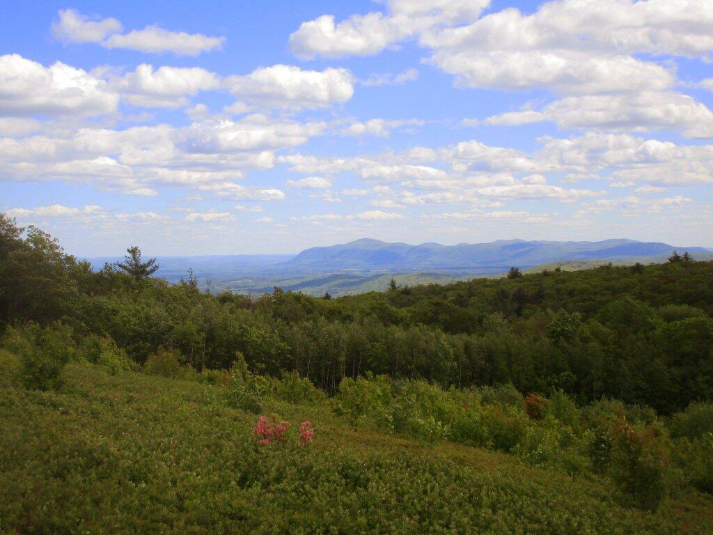 Photo: Patches Of Pink In The Blueberry Fields