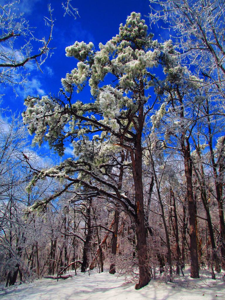 Photo: Pitch Pine Covered in Ice