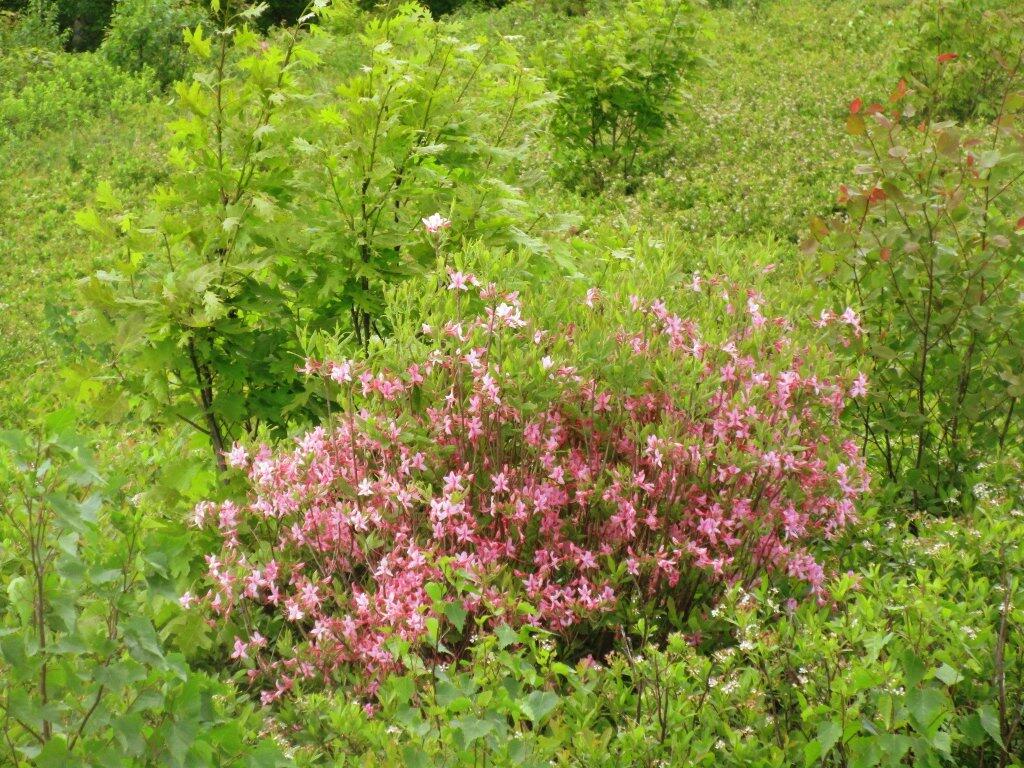Photo: Pink In The Blueberry Fields