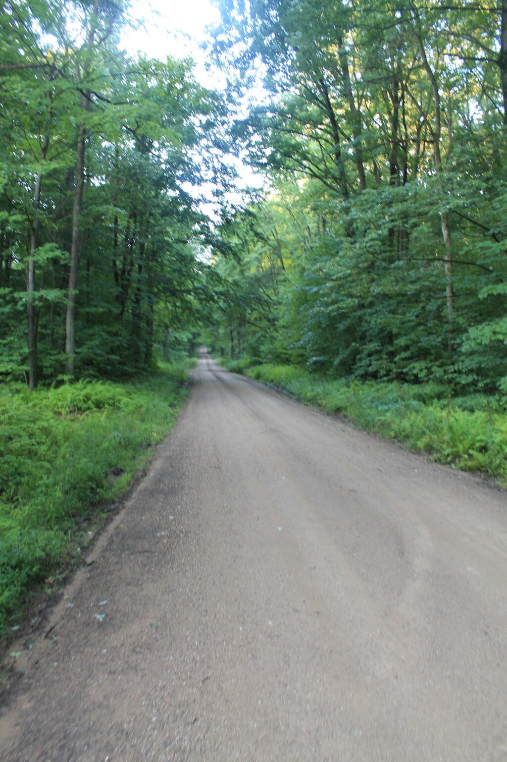 Photo: Forest Route 259
