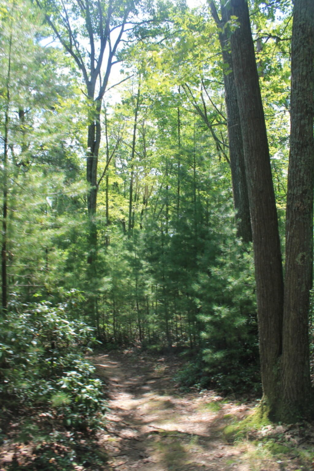 Photo: Along the West Ridge Trail