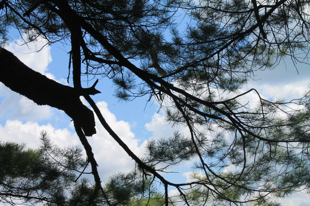 Photo: Tree Limbs Photo: Tree Limbs