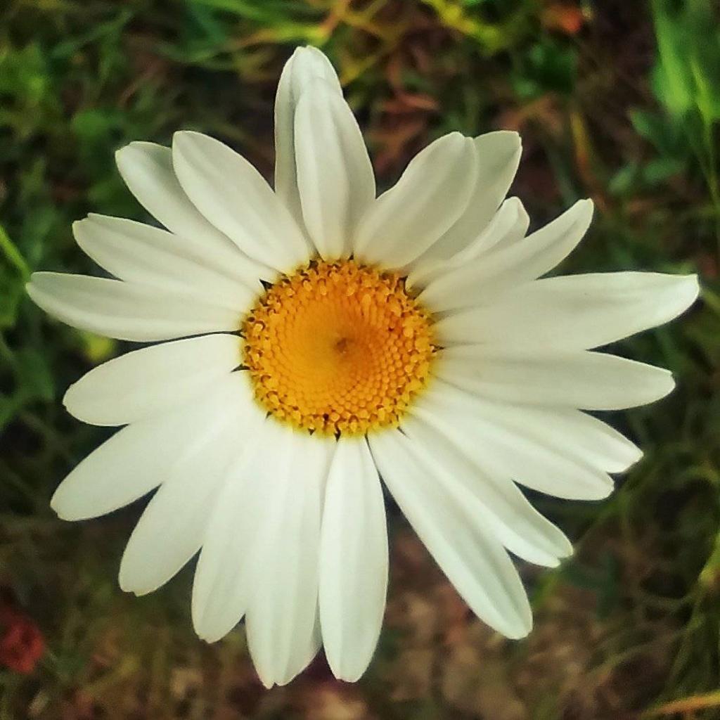 Photo: Daisy