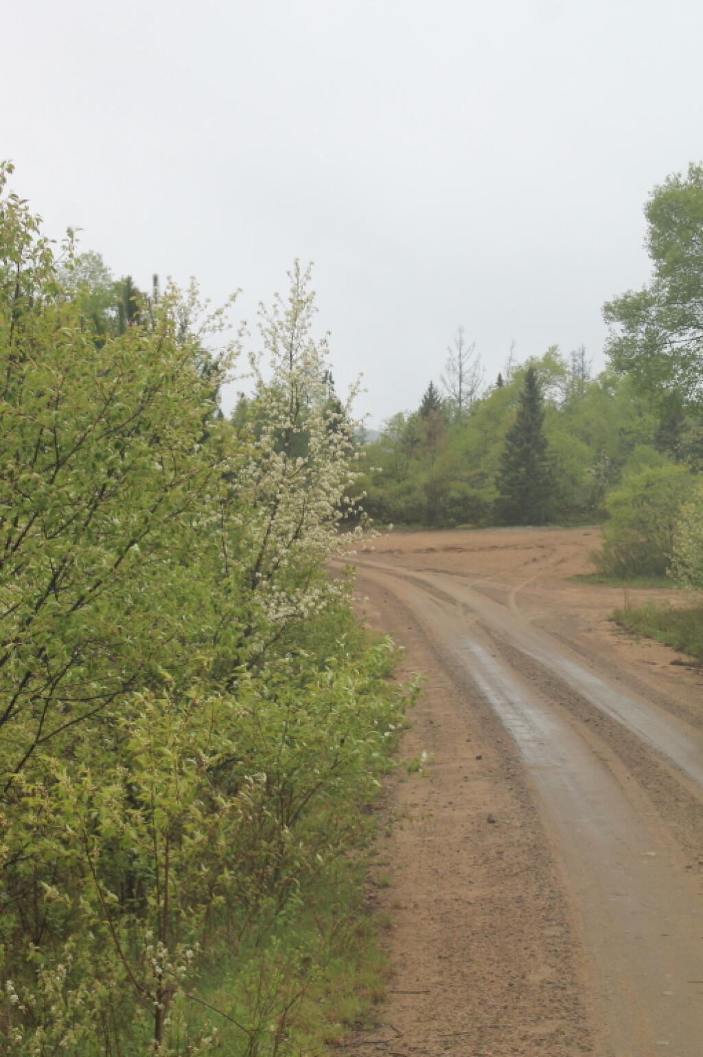 Photo: Wet Otter Brook Road