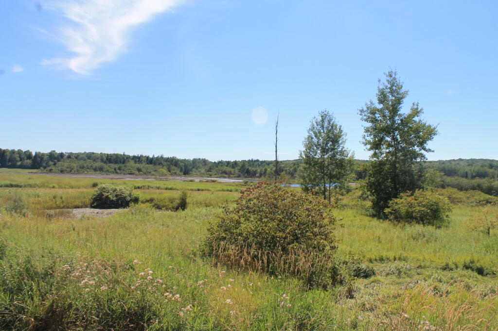 Photo: East Across Swamp