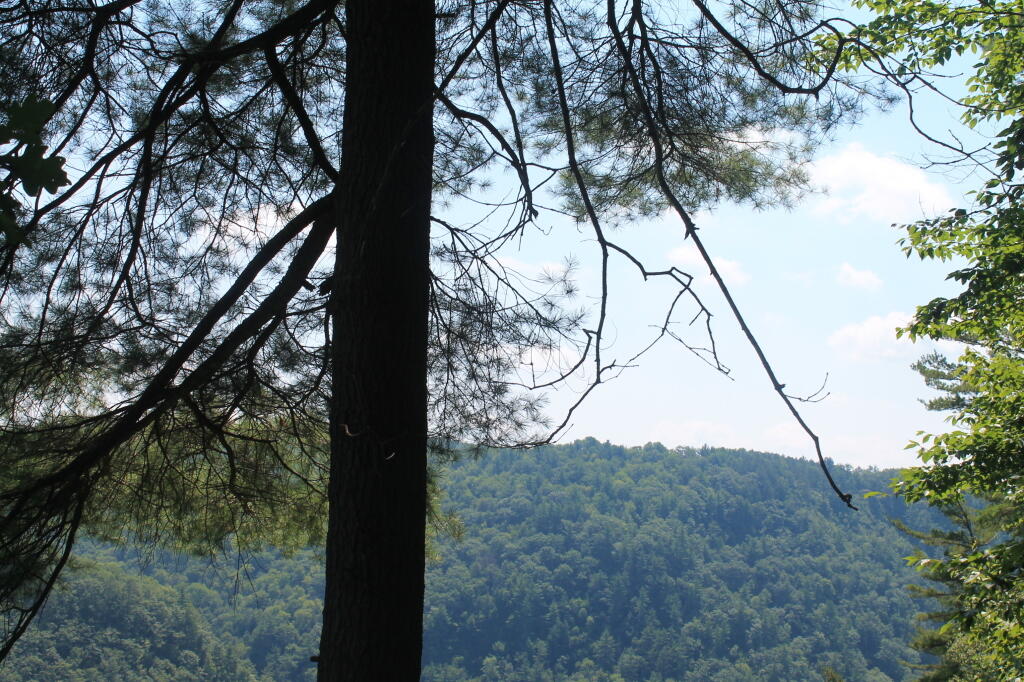 Photo: Tree with Gorge Beyond It