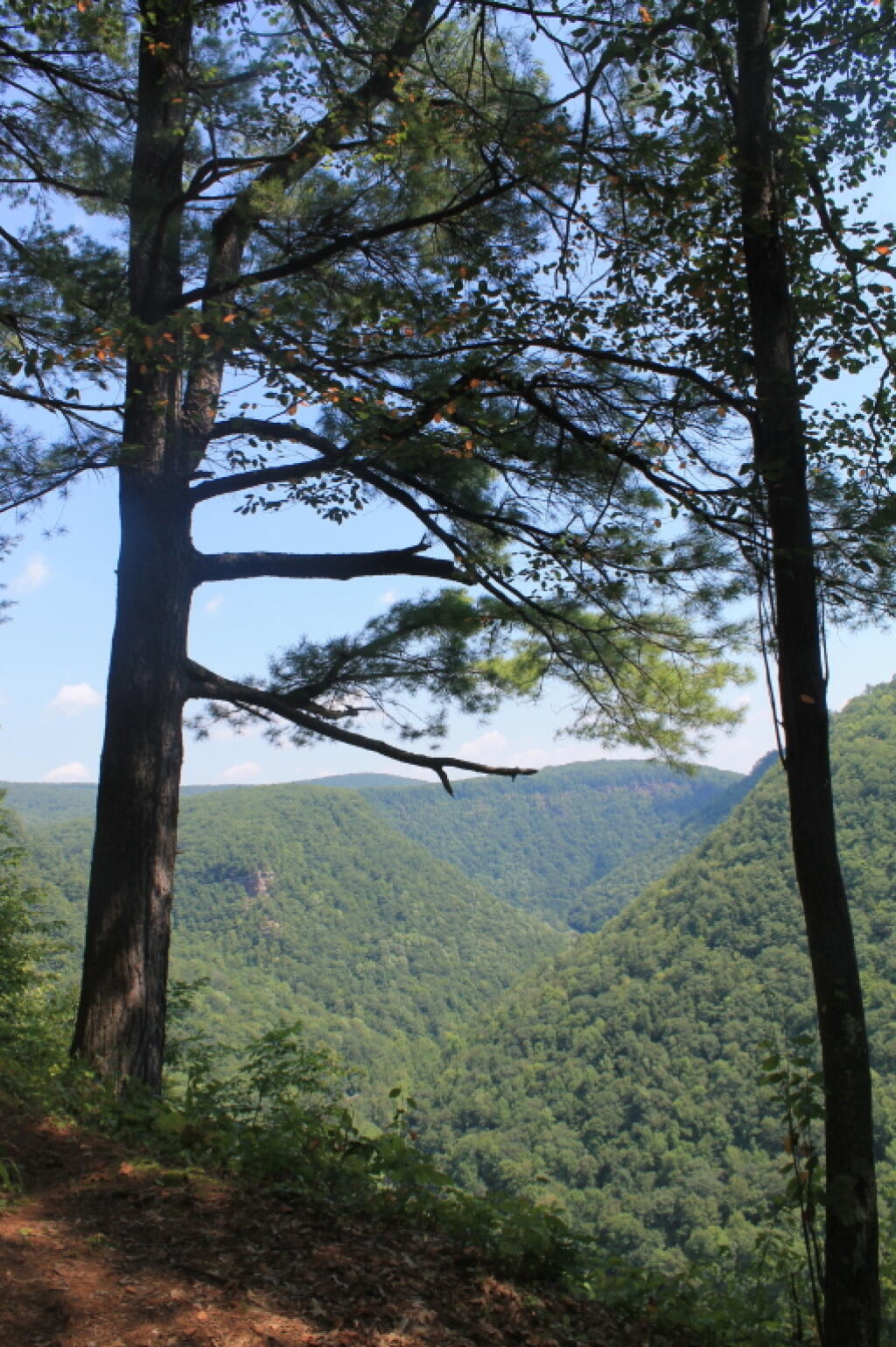 Photo: Trees