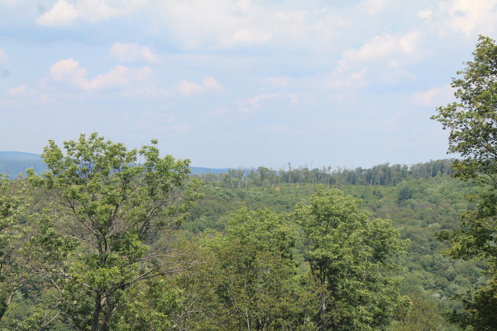 Photo: Logged Tree Line Above Losey Run
