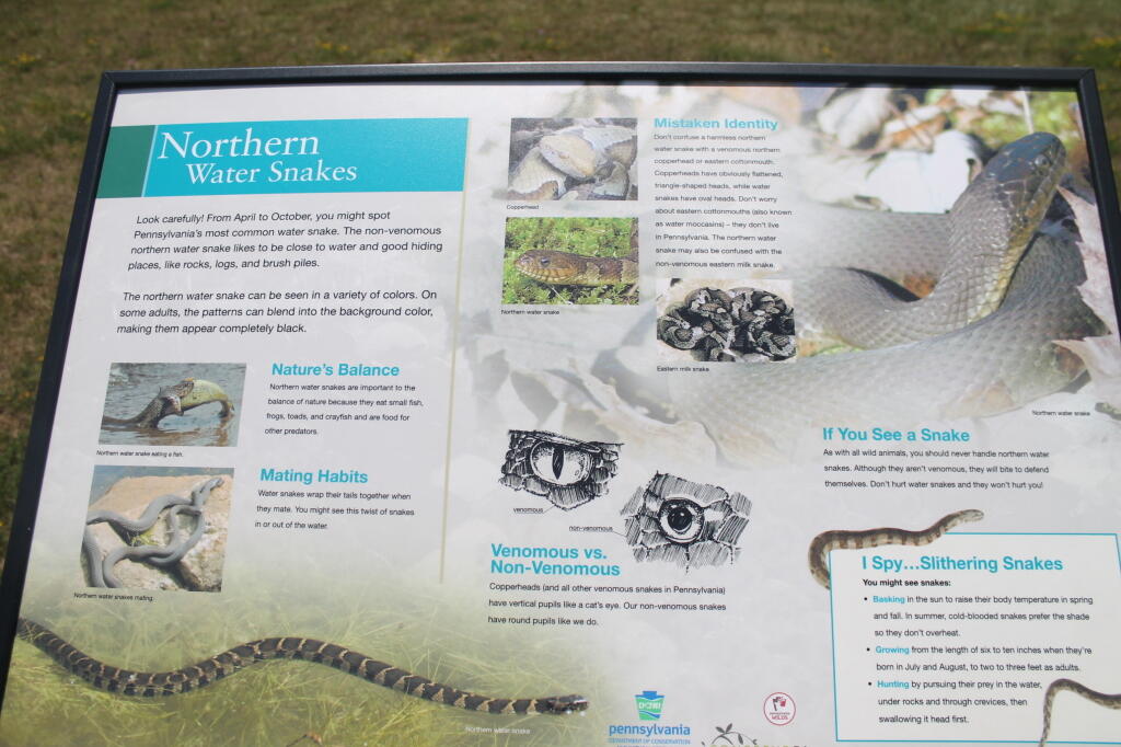 Photo: Northern Water Snake Kiosk