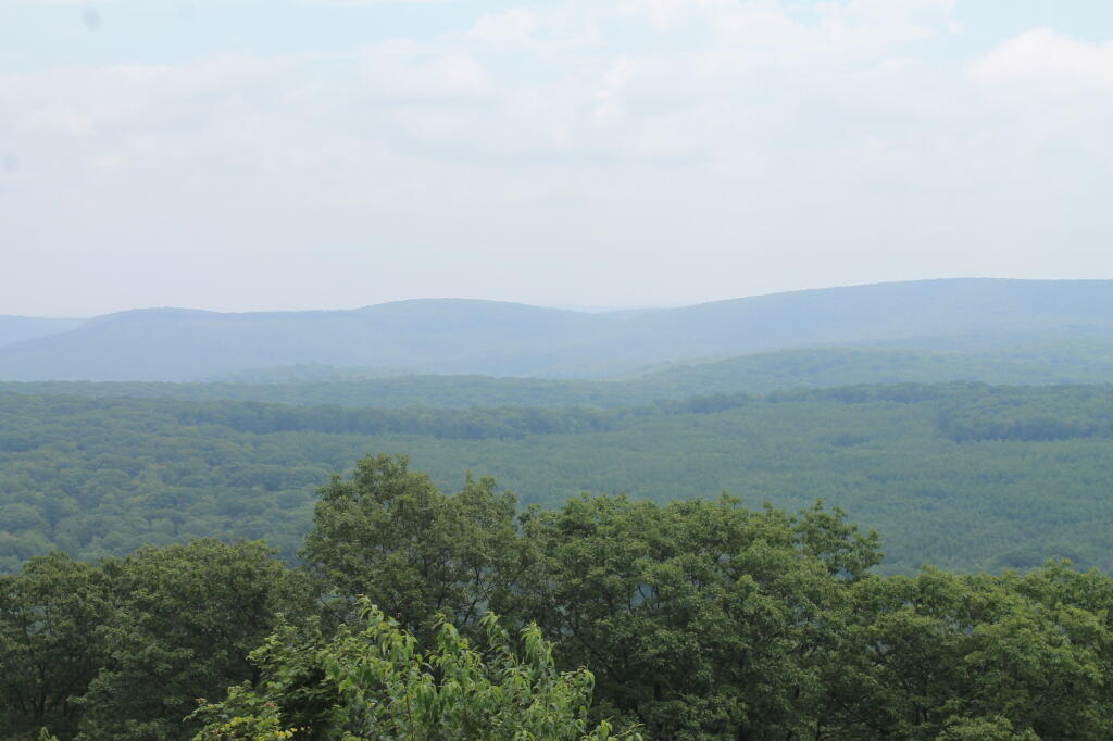 Photo: Different Levels of Growth from Cushman Vista