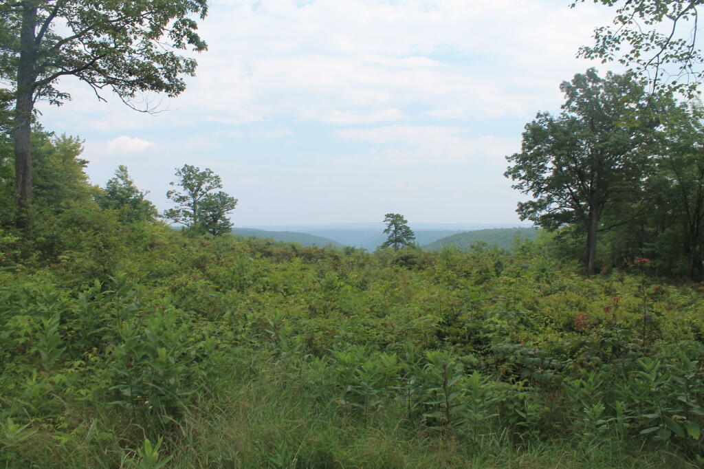 Photo: Pine Hill Summit Vista