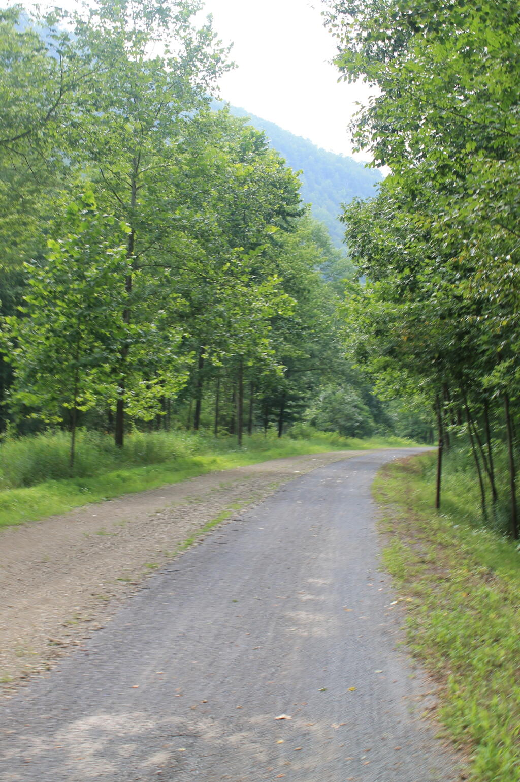 Photo: Rail Trail Near Tiadaghton