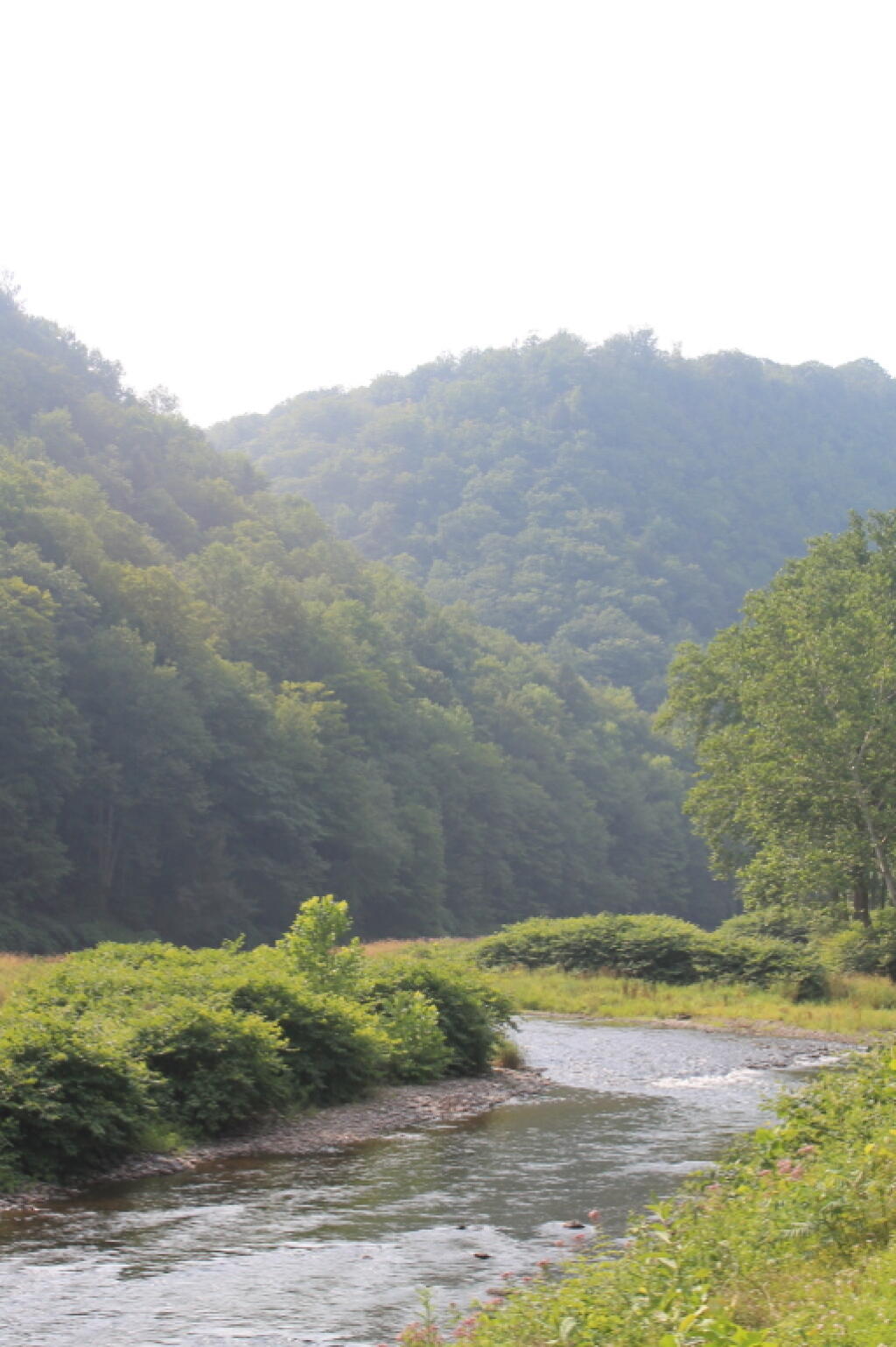 Photo: Pine Creek in Evenings Haze