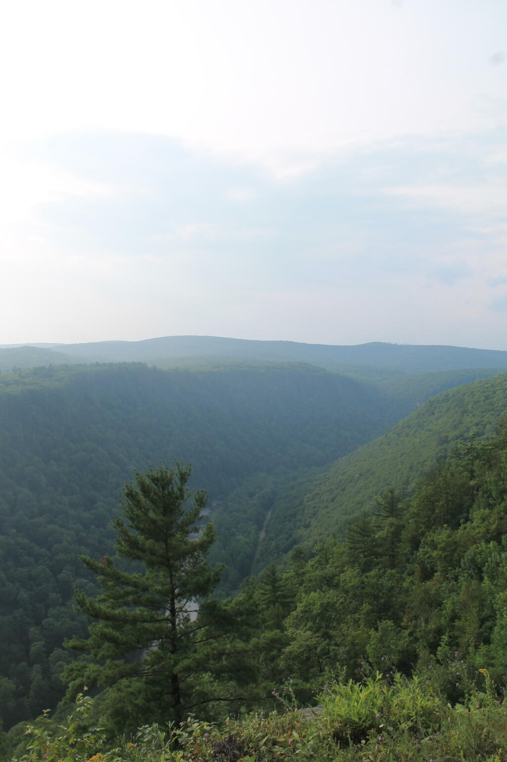 Photo: Pine