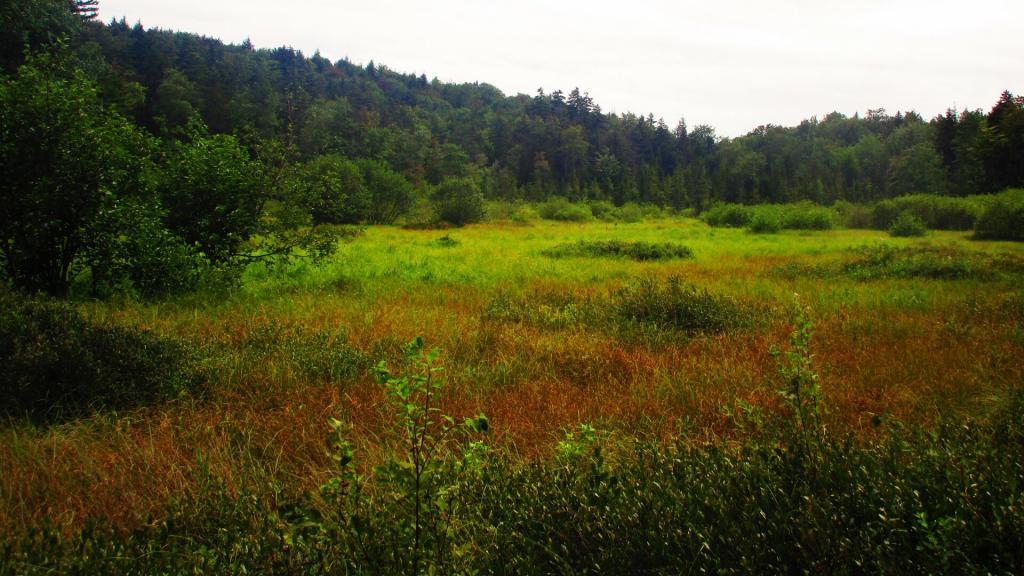 Photo: Marshy Meadows