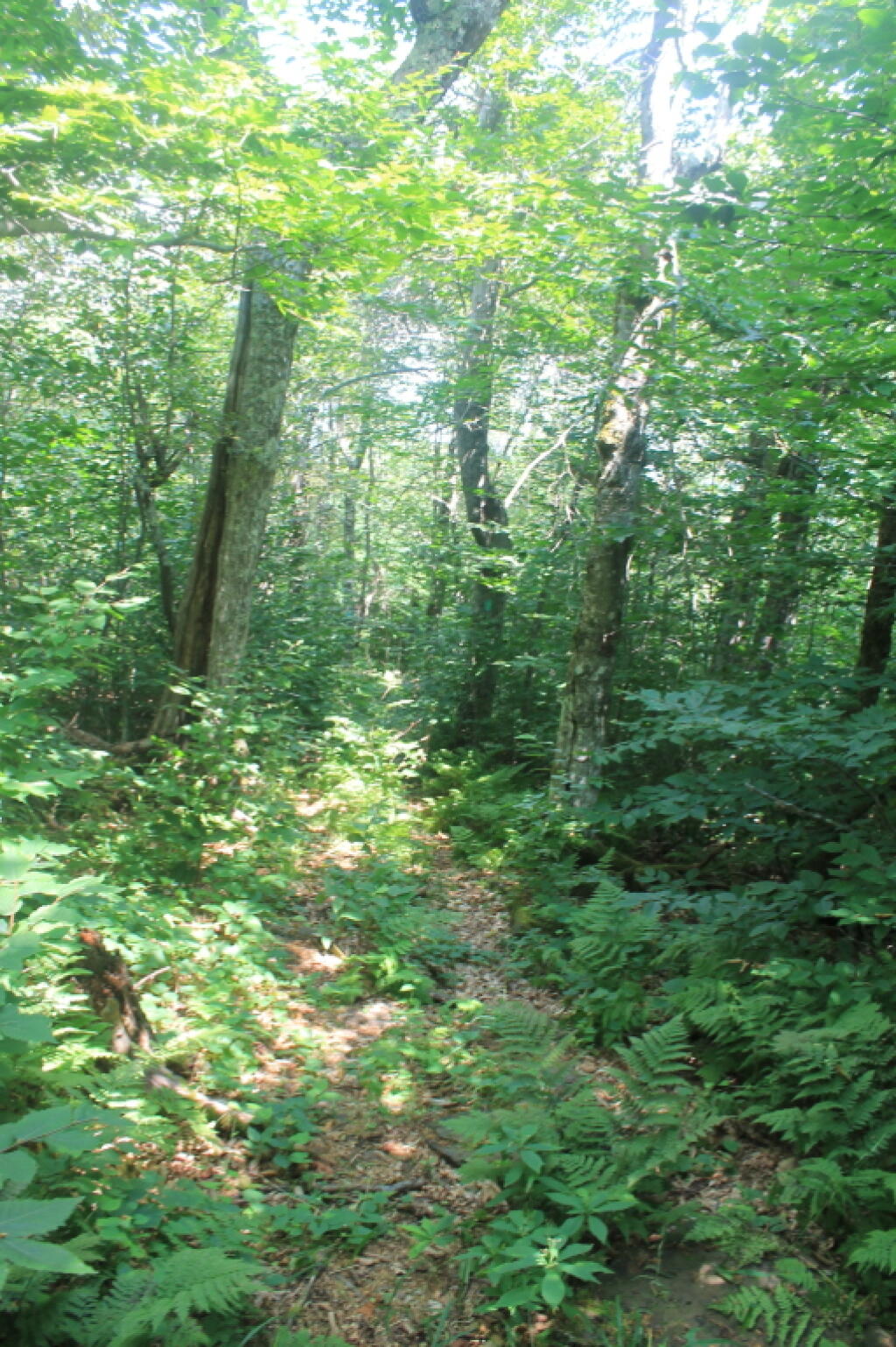 Photo: Long Path Not Mowed