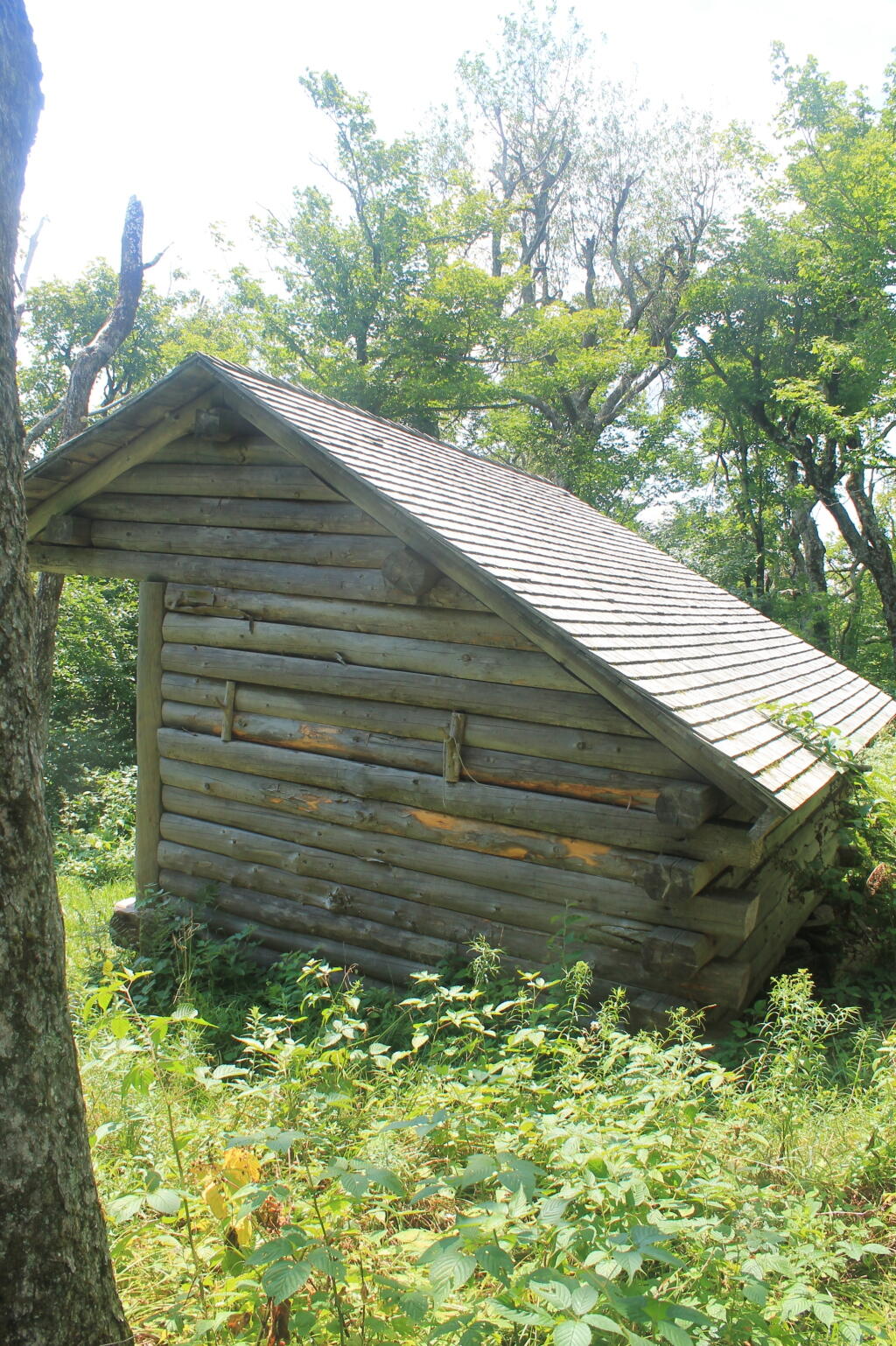Photo: Back of Huntersfield Lean-To