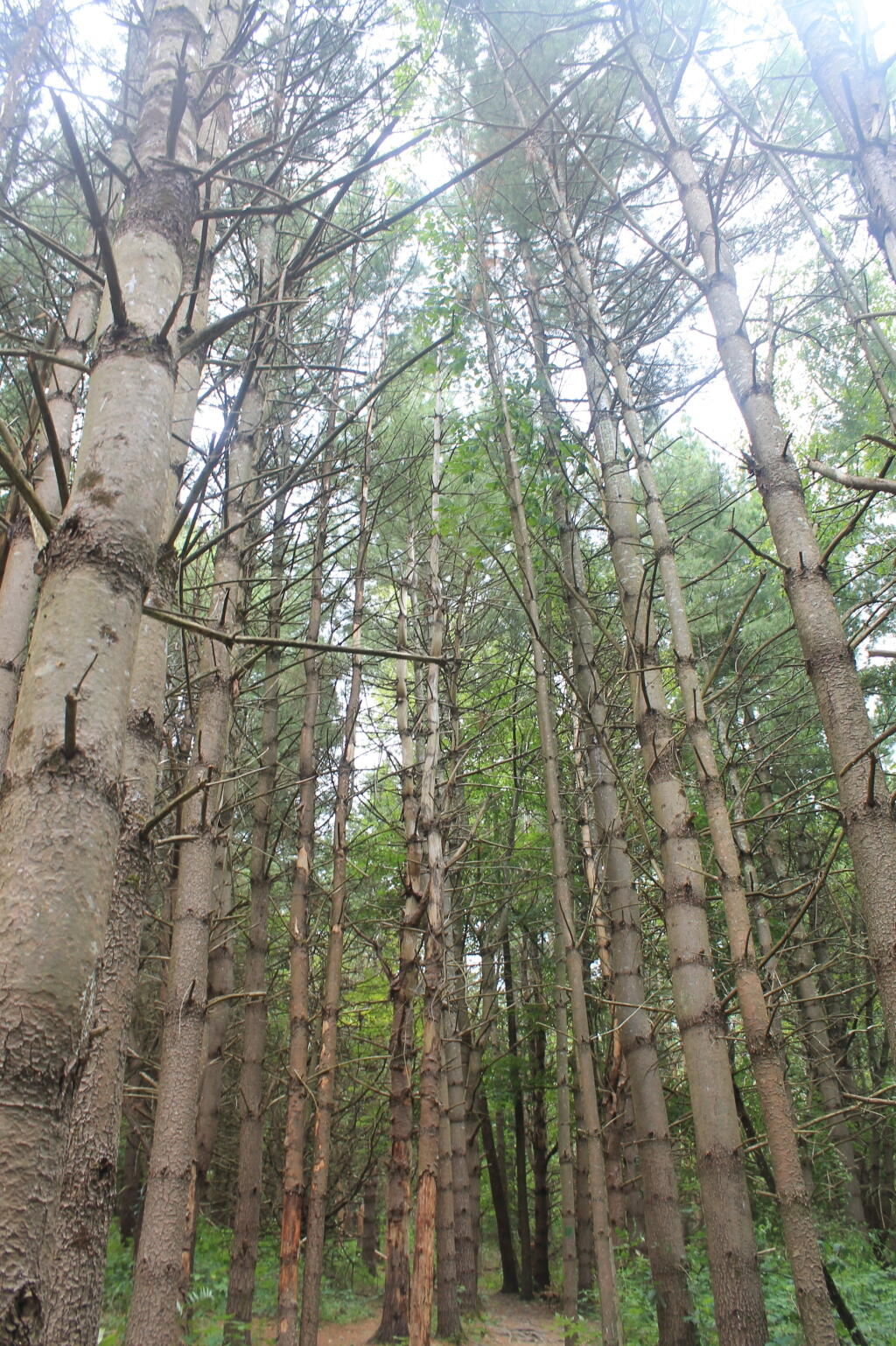 Photo: Thru the Woods