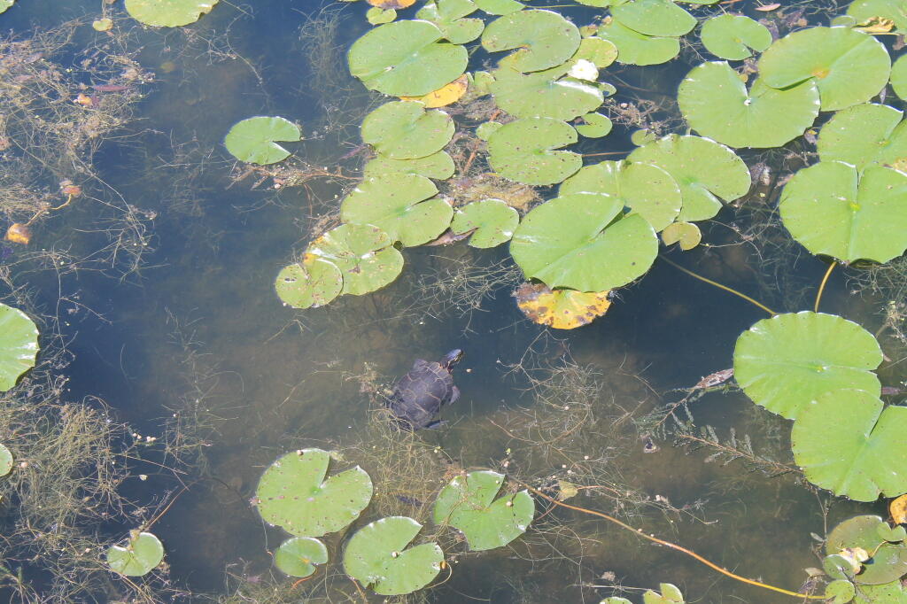 Photo: Snapping Turtle