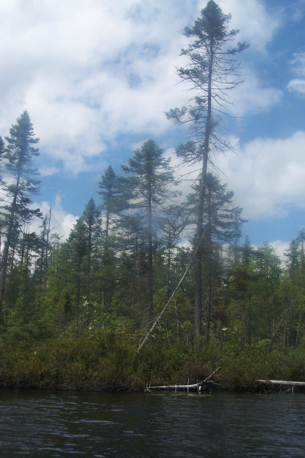 Photo: Along the Osgood River