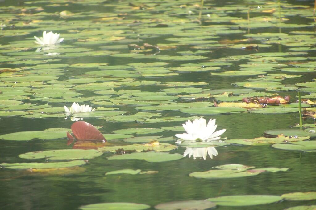 Photo: Lillies