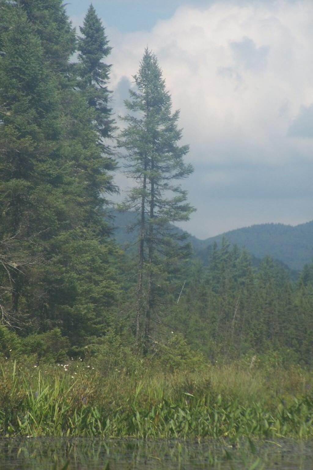 Photo: Towards Buck Hill