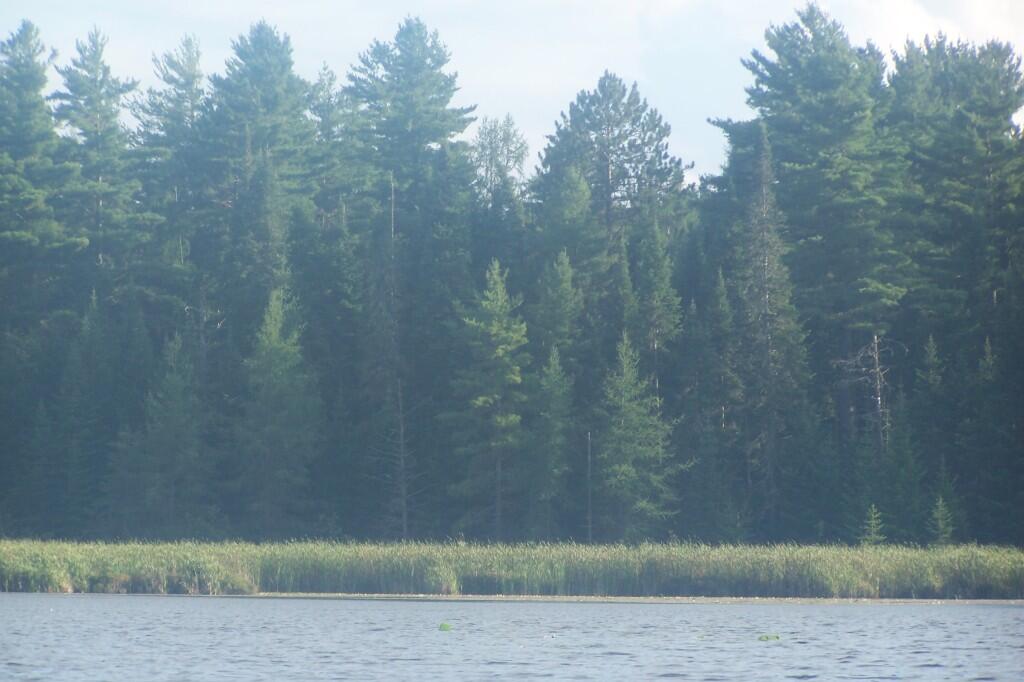 Photo: Shoreline