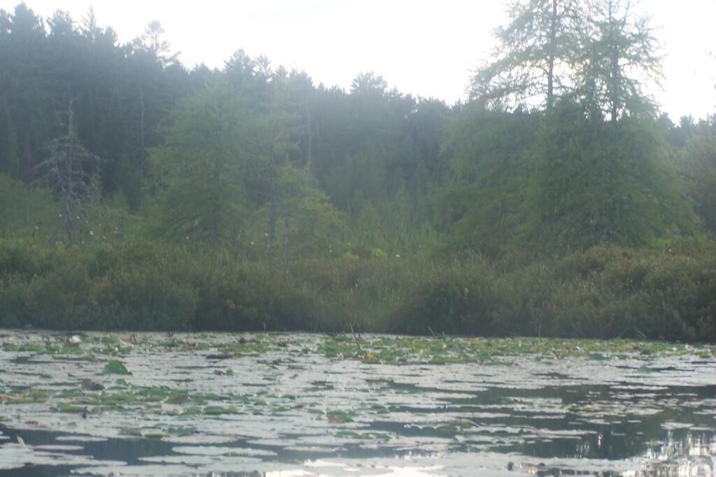 Photo: Lake is Getting Swampy Here