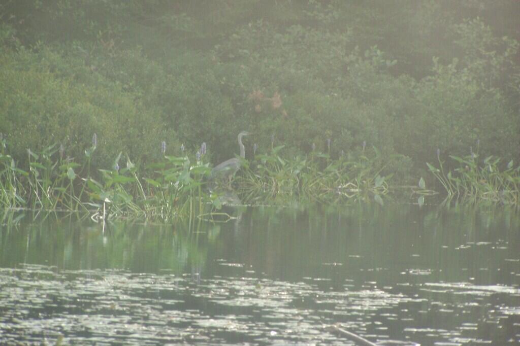 Photo: Great Blue Heron