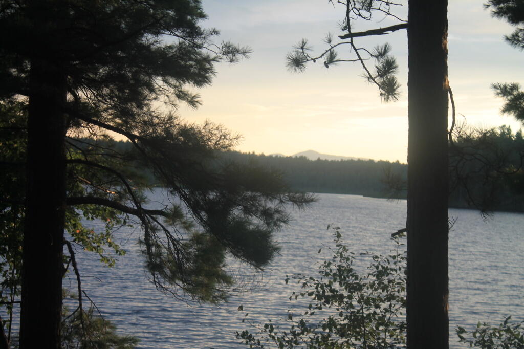 Photo: Pines Along Jones Pond
