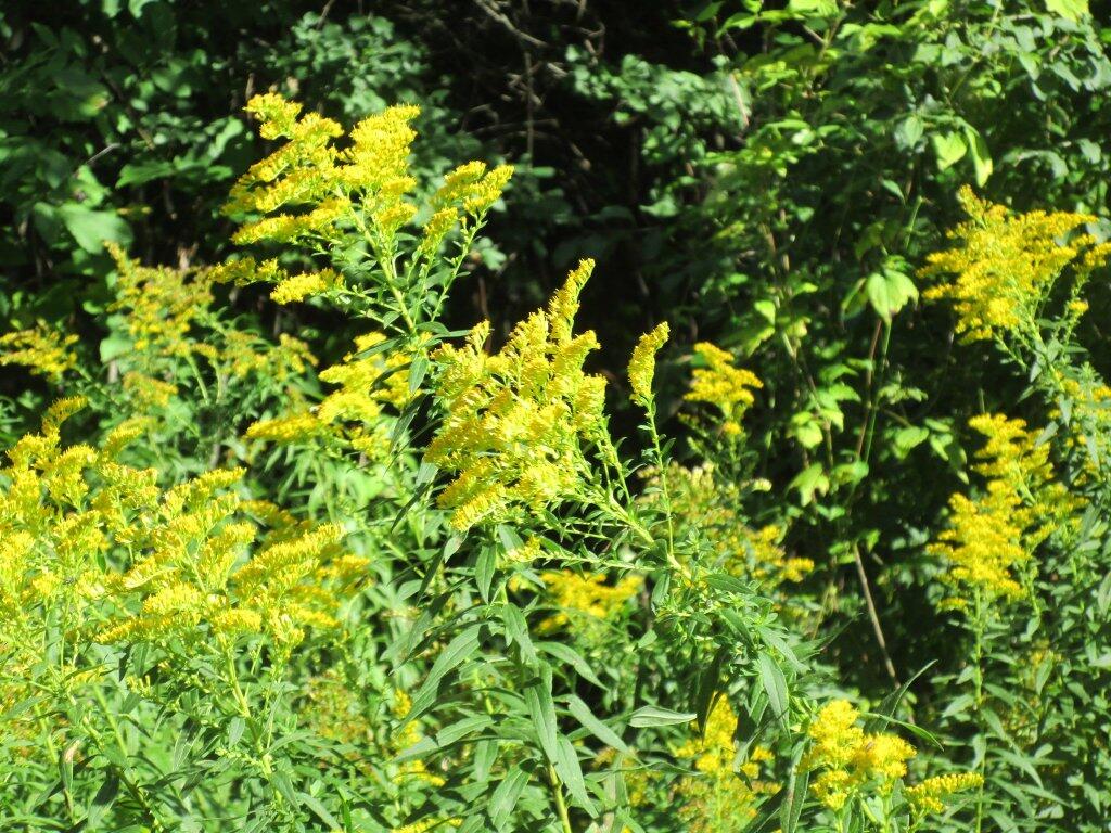 Photo: Goldenrod