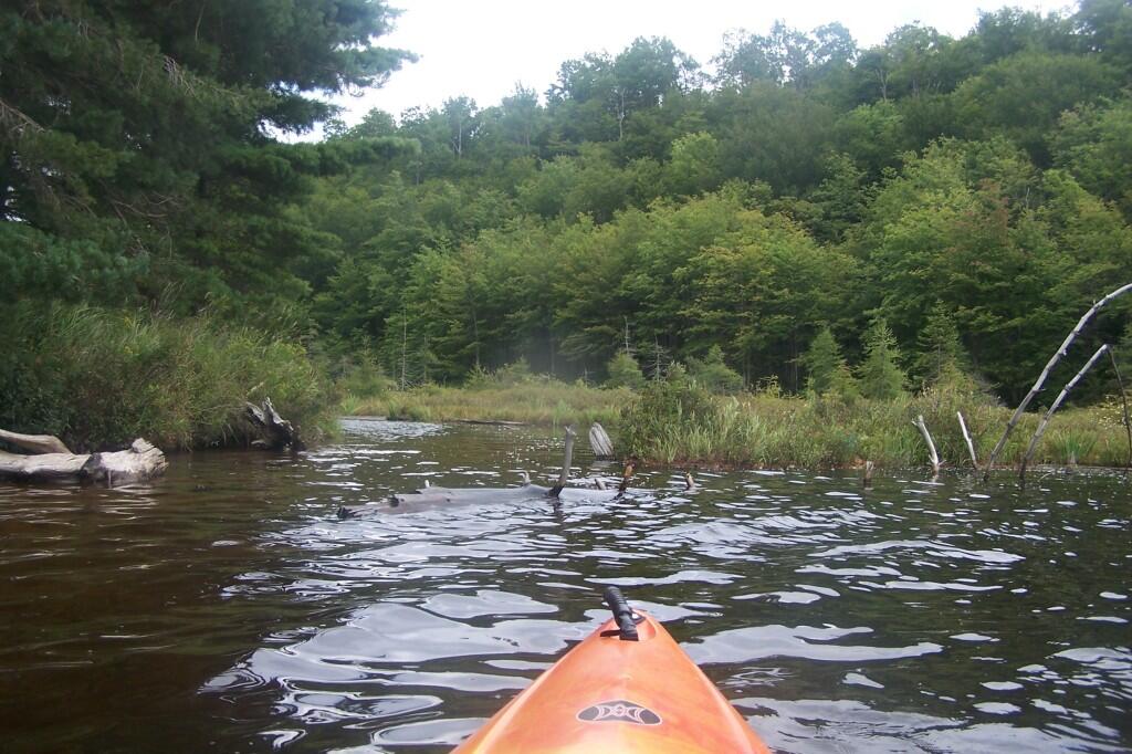 Photo: Shallow of Lows Lake