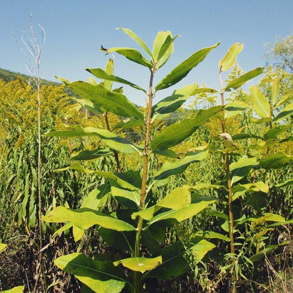 Photo: Milkweed