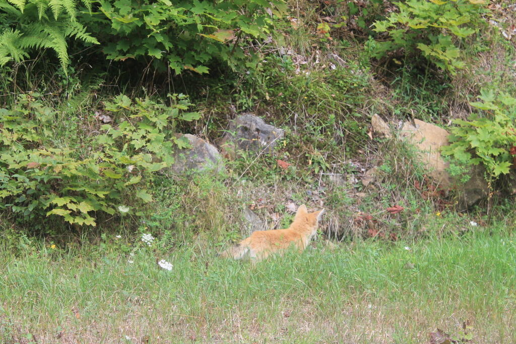 Photo: Red Fox on Circle Road