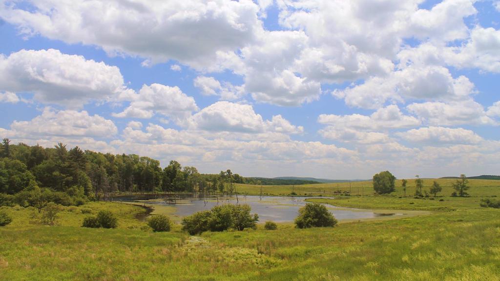 Photo: Swamp at Hunts Pond State Forest