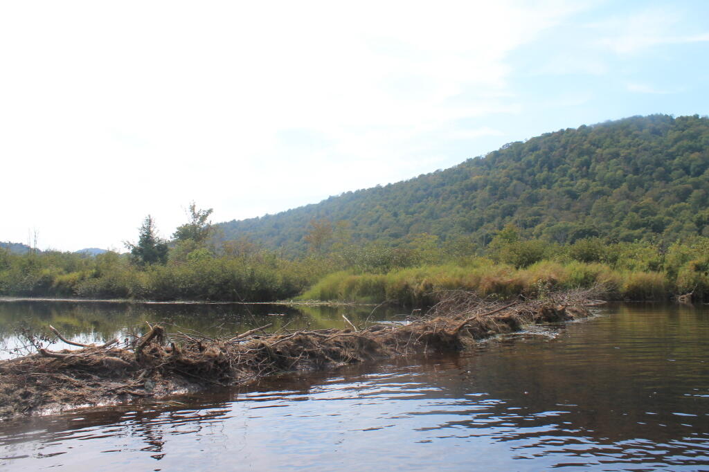 Photo: Beaver Dam No. 2