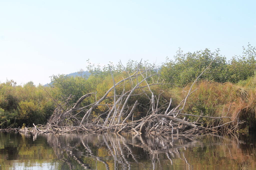 Photo: Brush