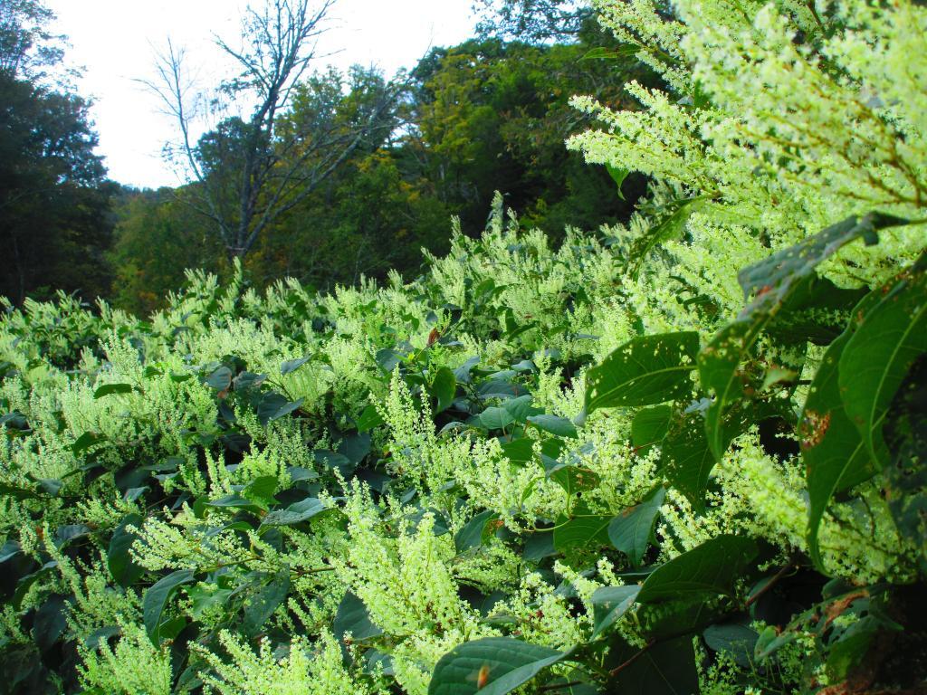 Photo: Japenese Knotweed