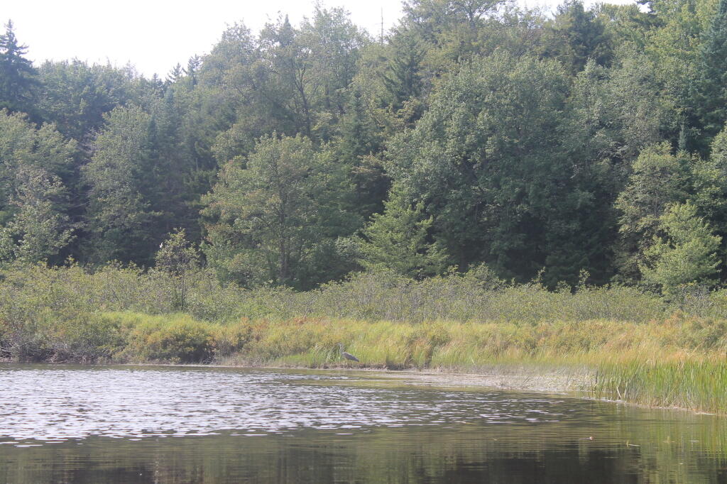 Photo: Tree Line