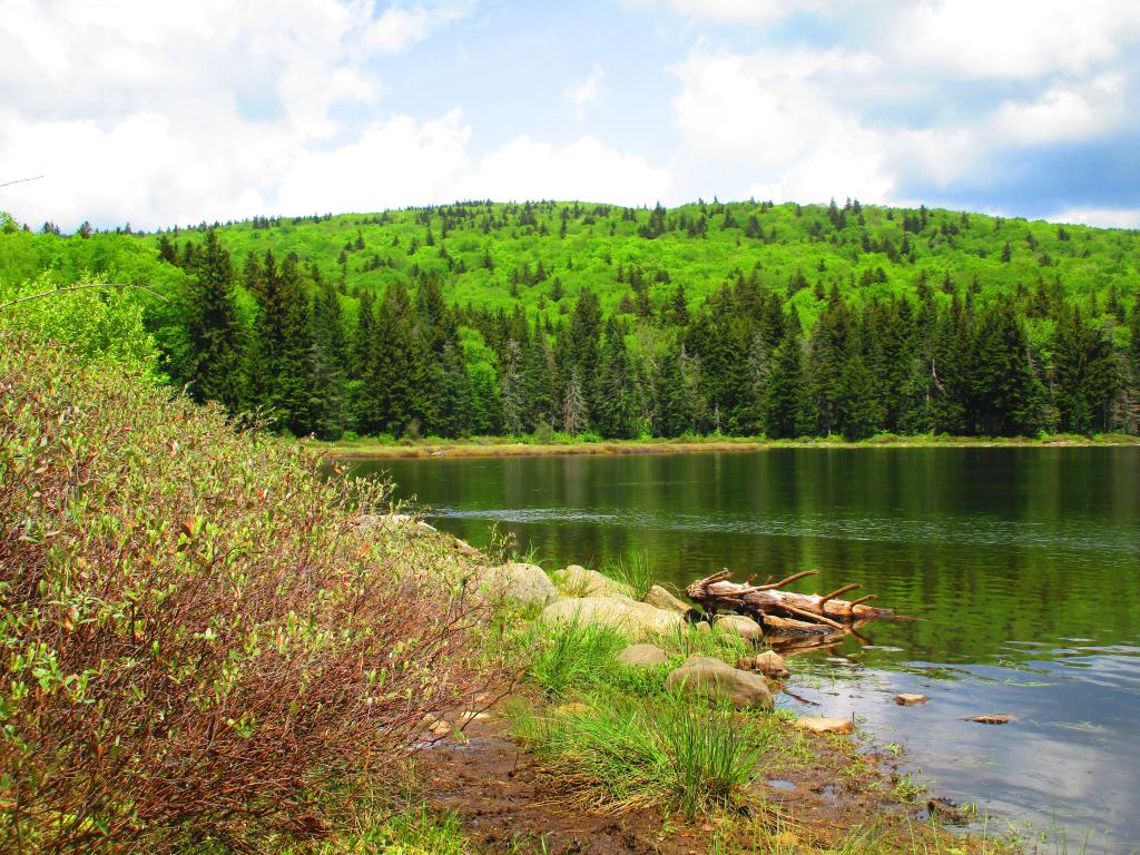 Photo: Shoreline Little Pond
