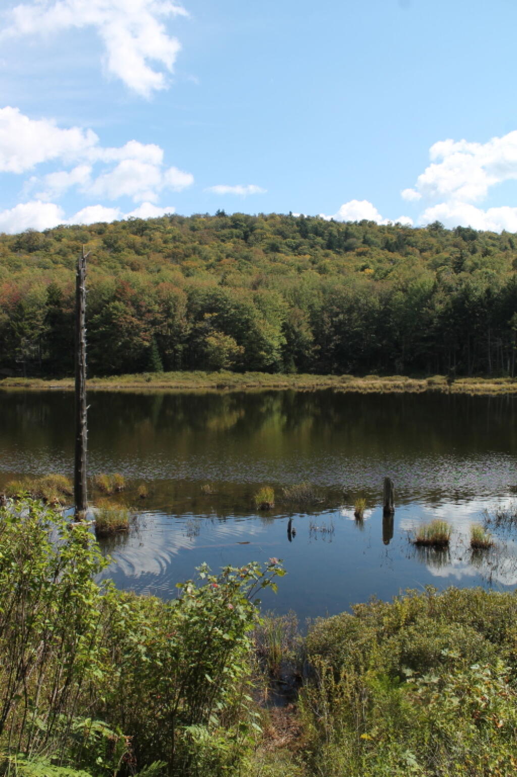 Photo: Hints of Fall at Muskrat Pond