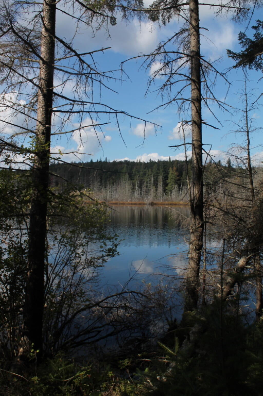 Photo: Marshy End of Indian Lake
