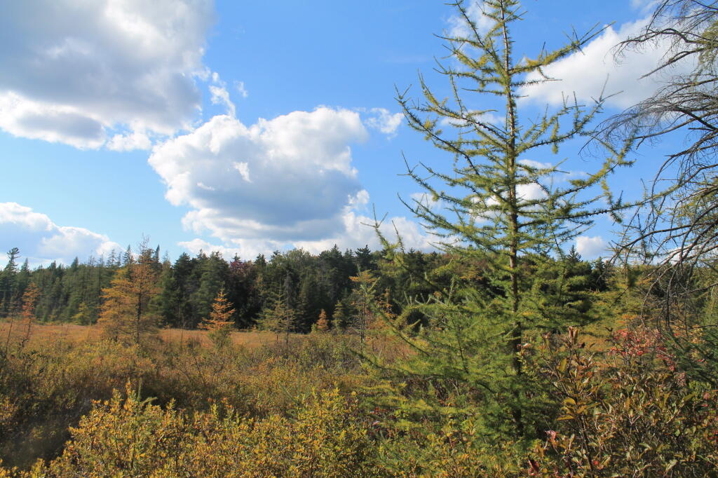 Photo: Trees Show Hints of Fall