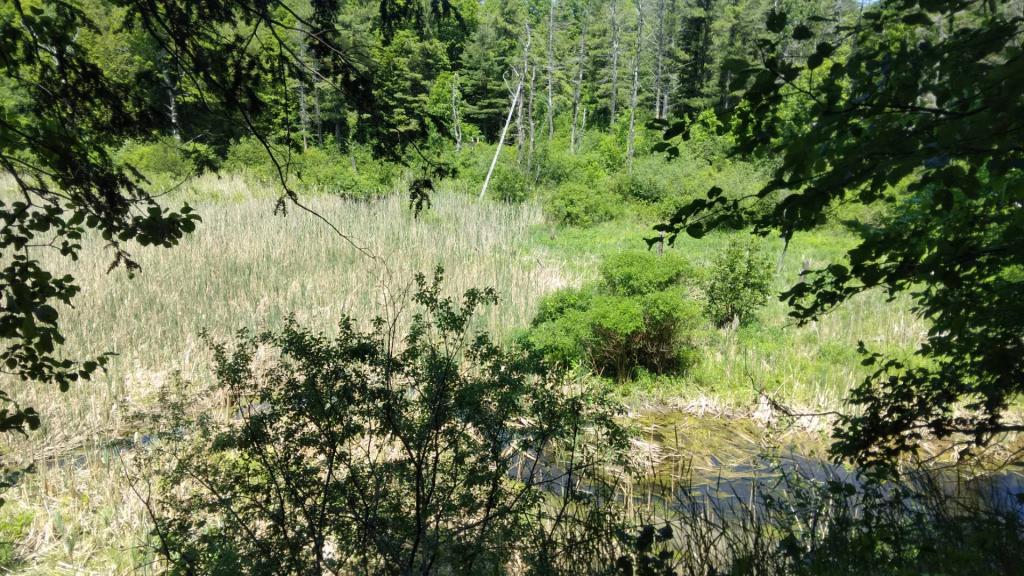 Photo: Wetland