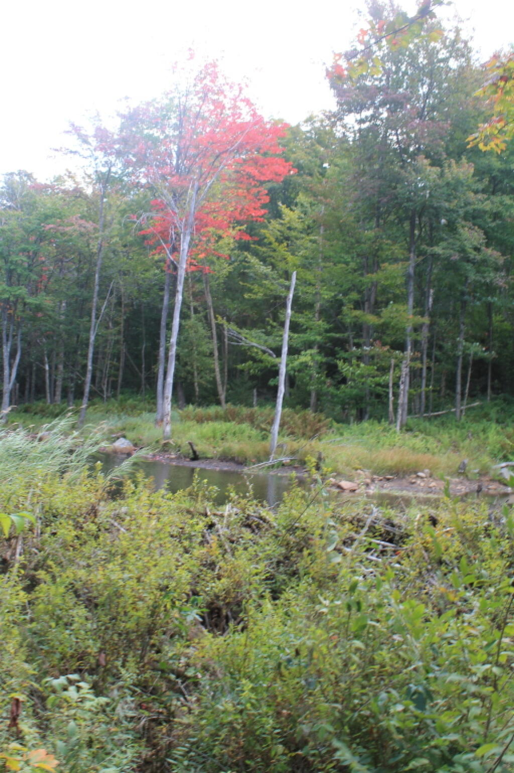 Photo: Wetland Along Trail