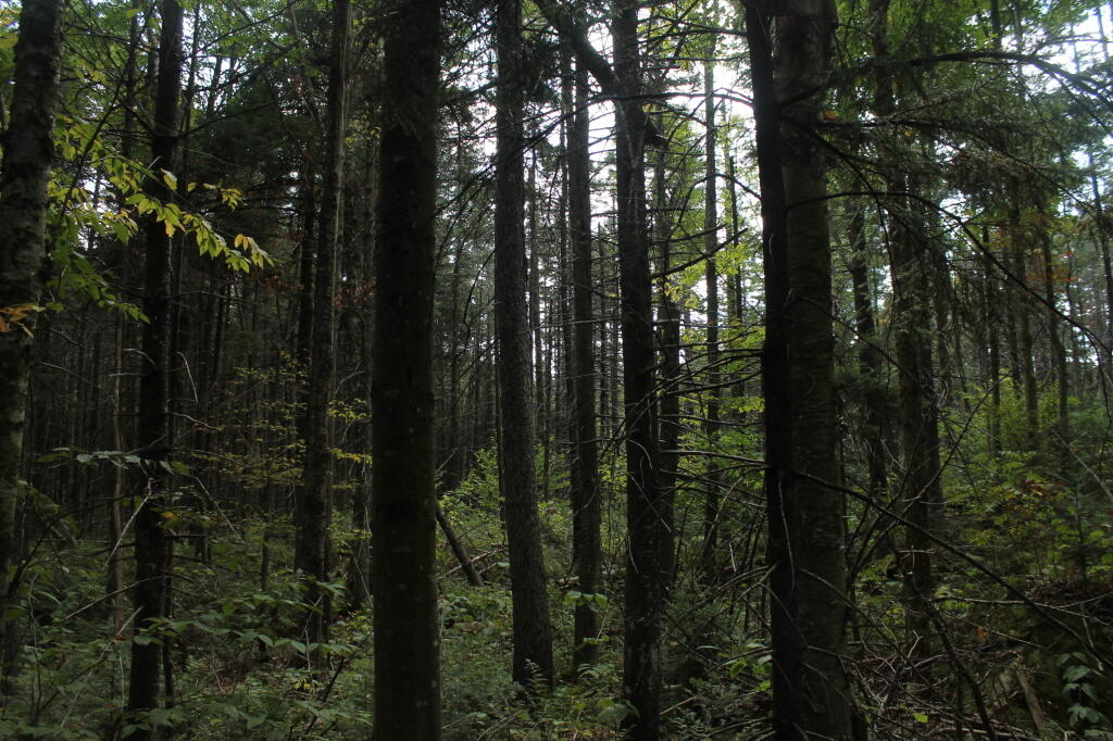 Photo: Dense Woods