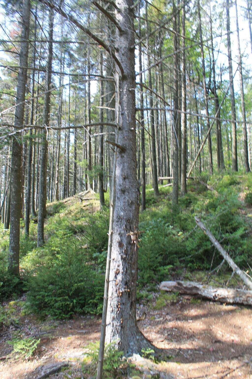 Photo: Dense Woods