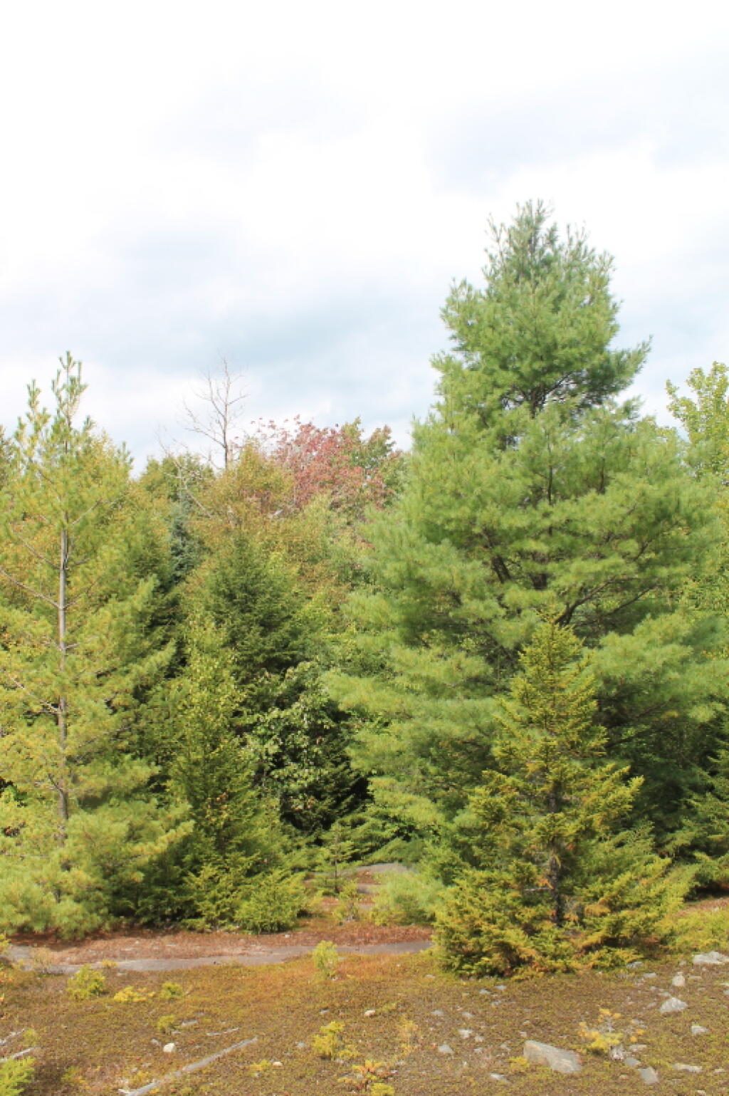 Photo: Rocky Top of a Ridge