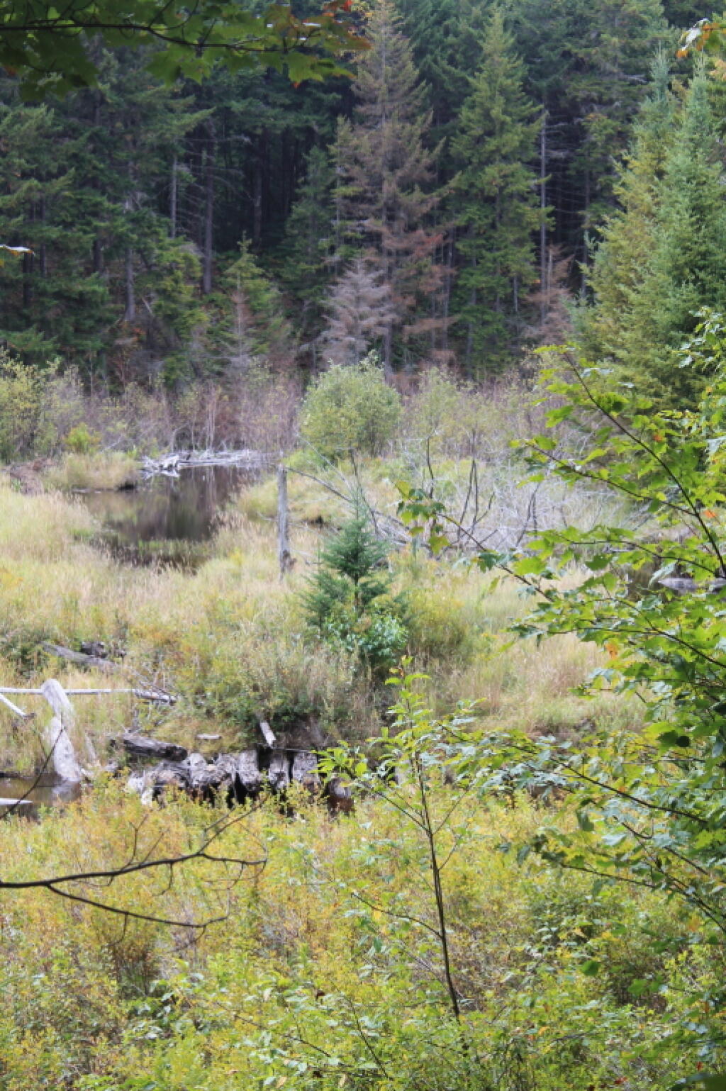 Photo: Swamp on Falls Pond  Outlet